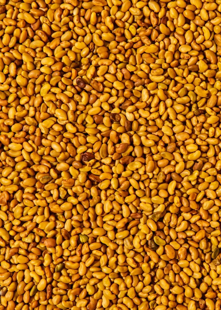 Bio Alfalfa Samen 1 kg