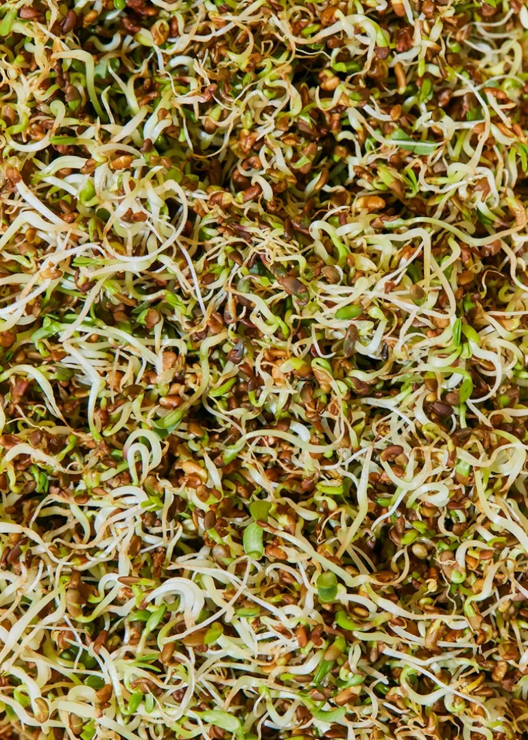 Bio Alfalfa Samen 1 kg