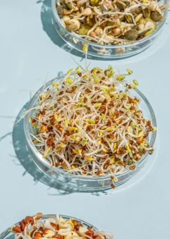 Bio Sprossenbeutel Box 6 Sorten 184 g