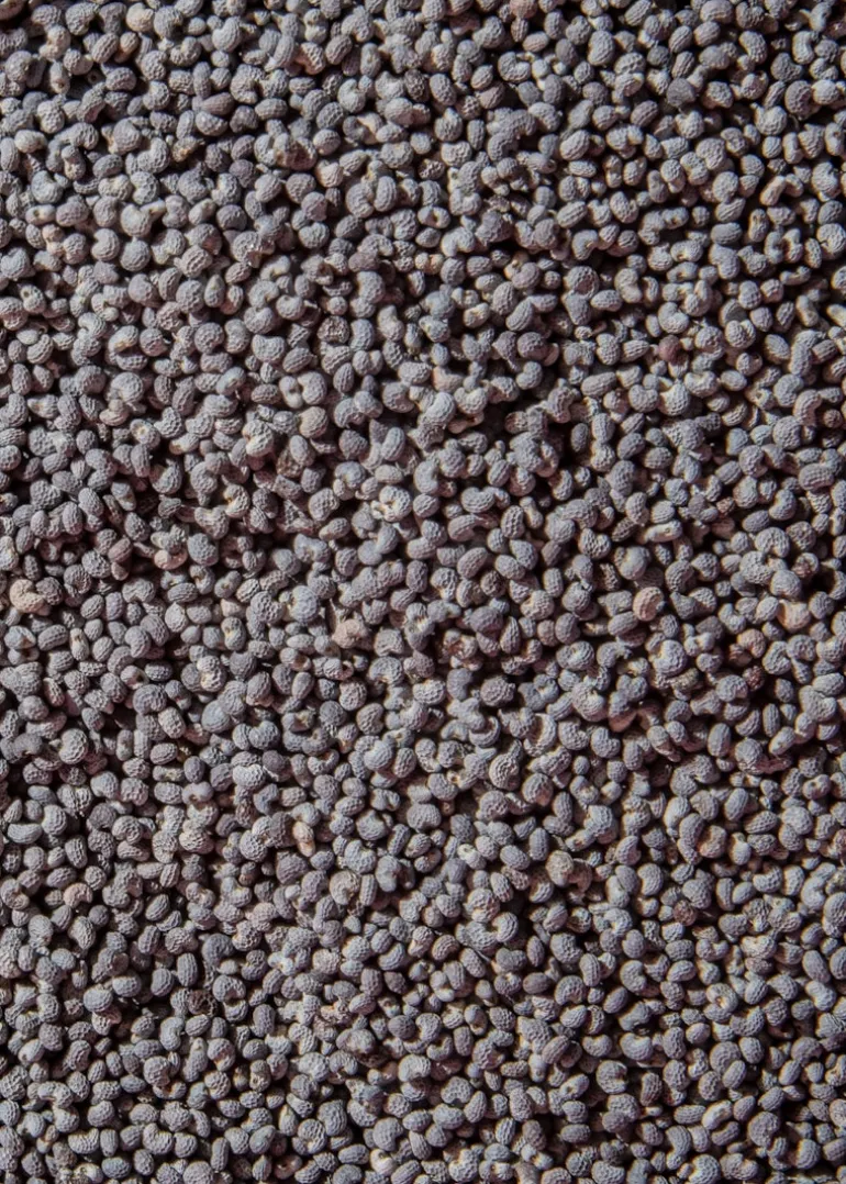 Blaumohn 1 kg