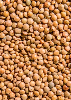 Braune Bio Linsen 2 kg