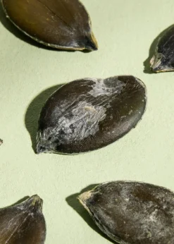 Geröstete und gesalzene Kürbiskerne aus der Steiermark 1 kg