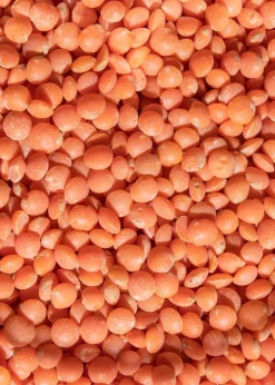Rote Bio Linsen 25 kg