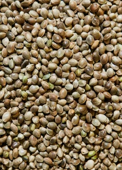 Ungeschälte Bio Hanfsamen 1 kg